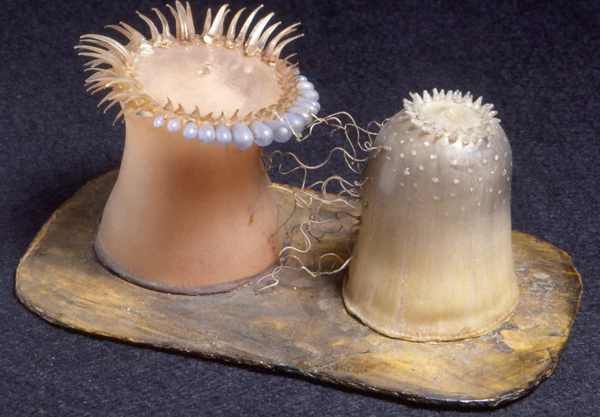 Anemonïau môr yn ffraeo dros diriogaeth.